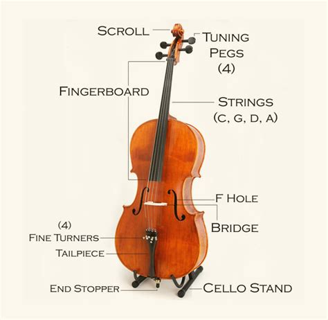 cello plural|celli meaning.